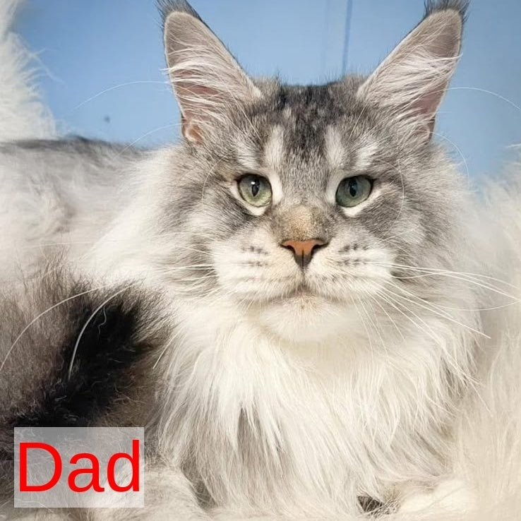 Cheese Maine Coon male, red silver