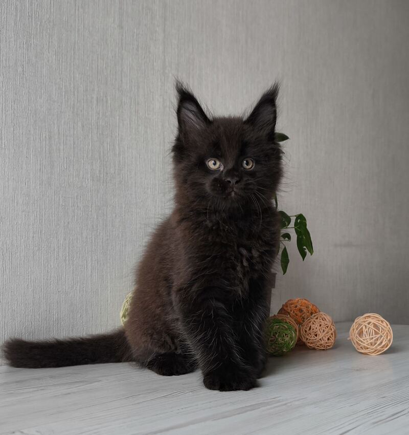 Graf Maine Coon male, black