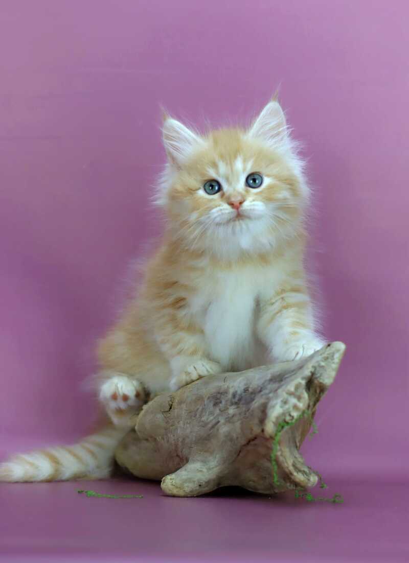 Eden Siberian male red silver - live animals