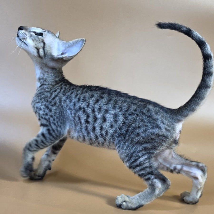 Yorick Oriental Shorthair male, black spotted tabby