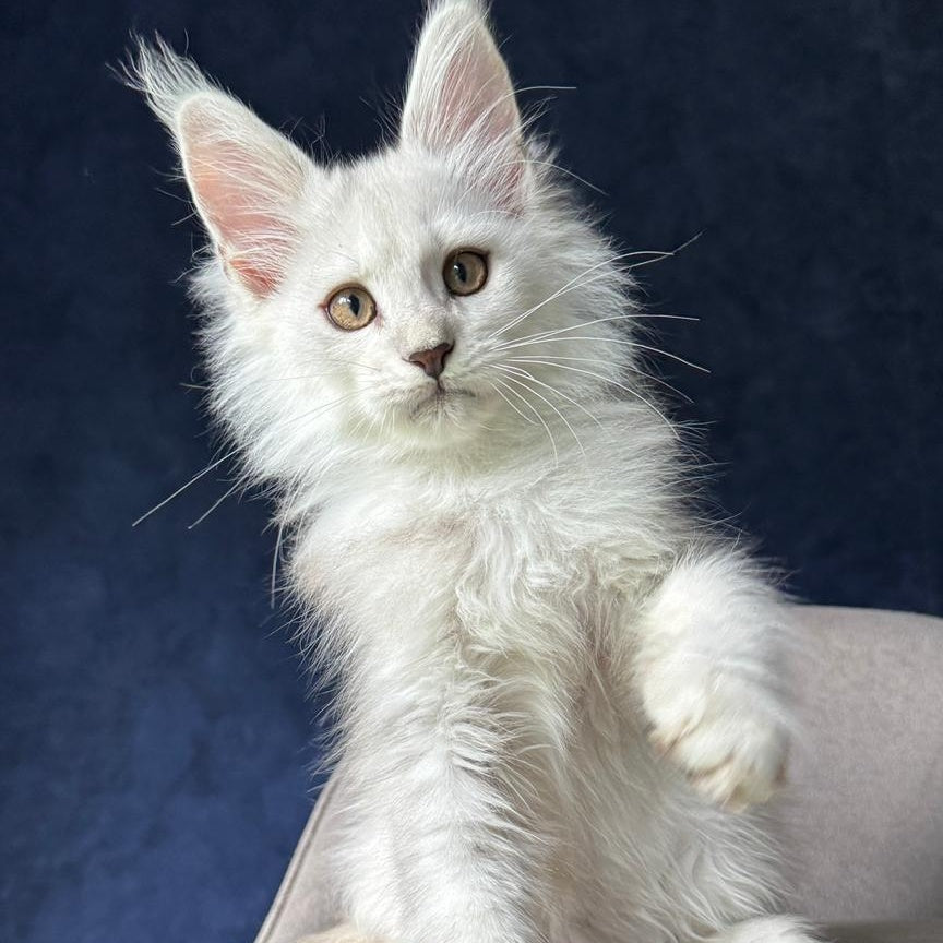 Yin Maine Coon male, black silver shaded