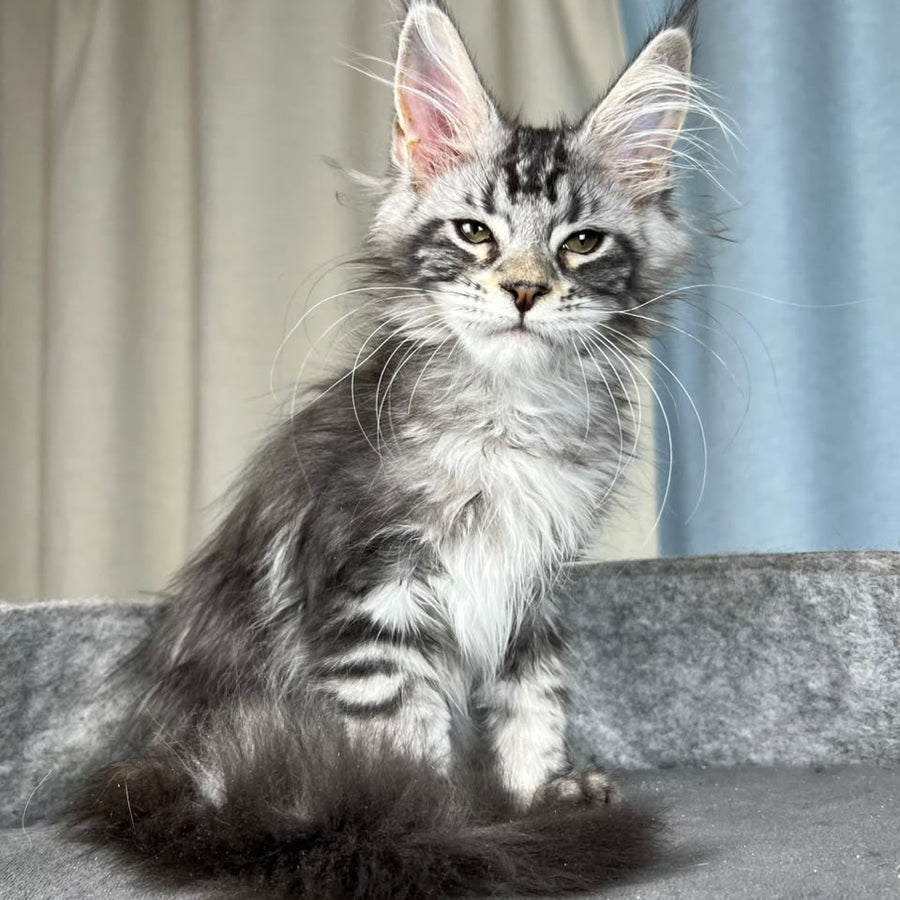 Quincy Maine Coon female, black silver tabby