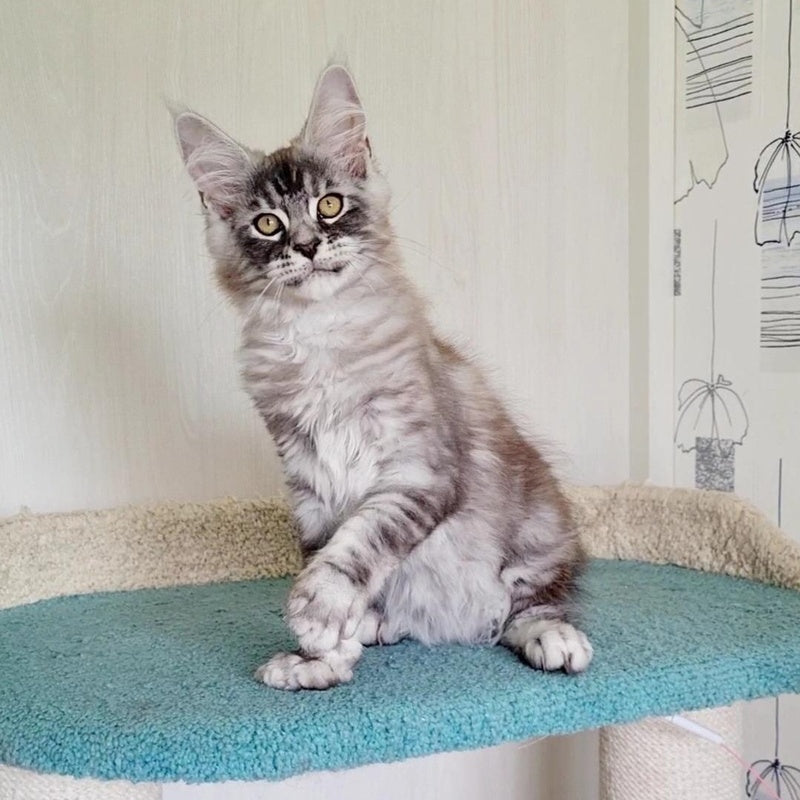 Lutik Maine Coon male, blue silver tabby