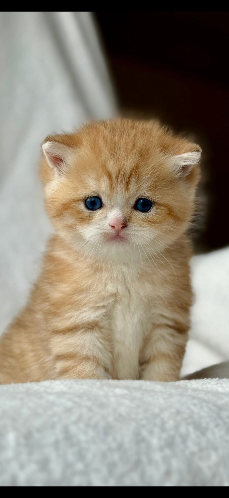 Xenon British Shorthair male black golden spotted tabby - live animals