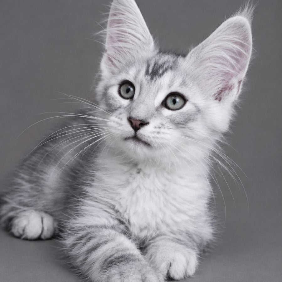 Lux Ashton Maine Coon male, blue silver tabby