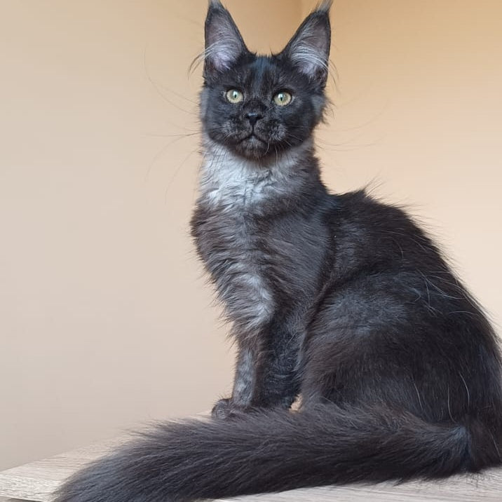 Dalaina Maine Coon female, black silver