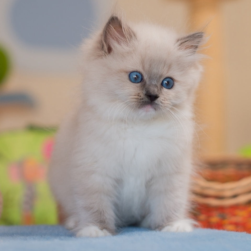 Yale Ragdoll male, blue mitted