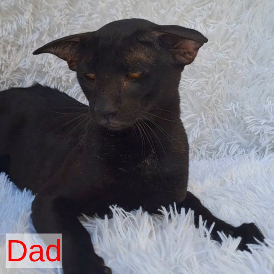 Lola Oriental Shorthair female, black