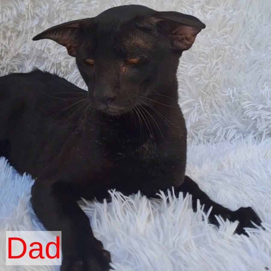Lui Oriental Shorthair male, black