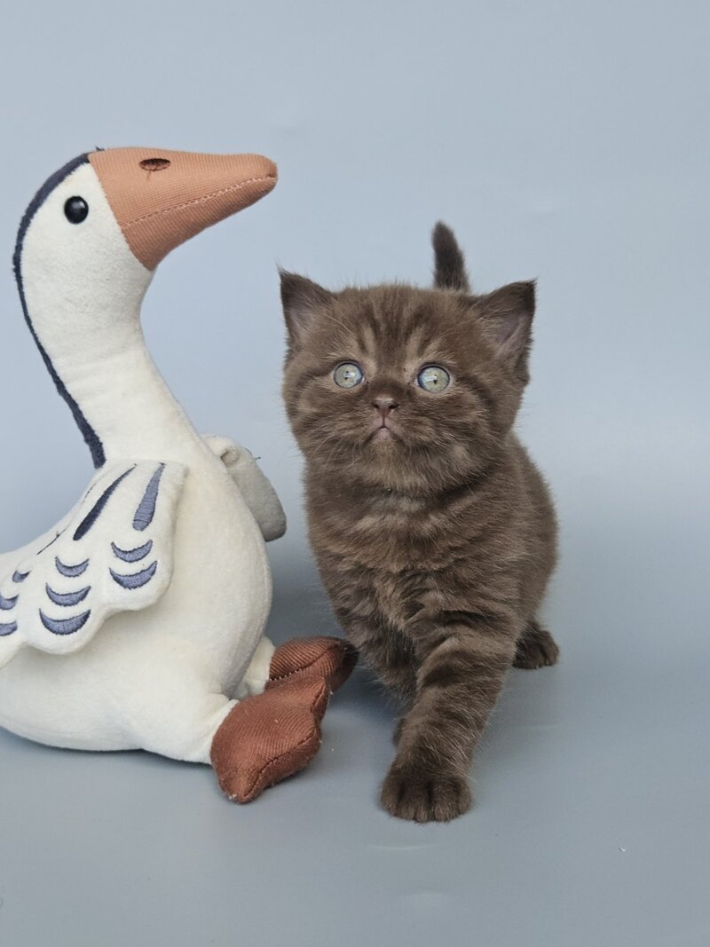 Aurelia British Shorthair female, chocolate