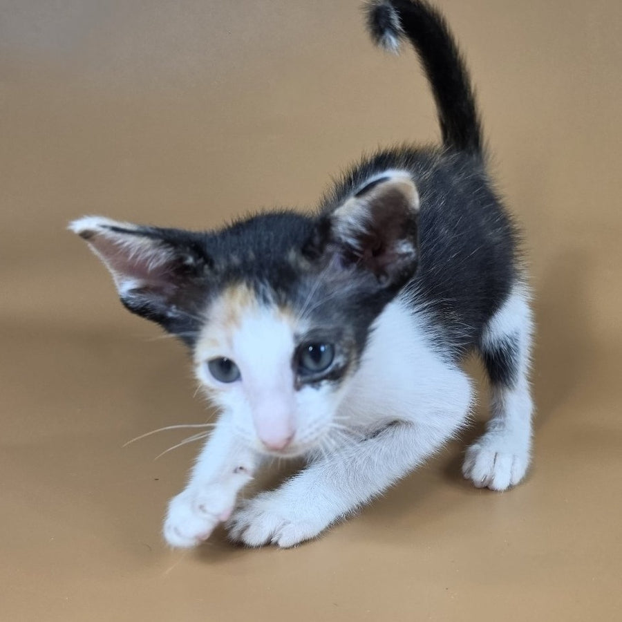 Dessert Rose Oriental Shorthair female, black tortie bicolour