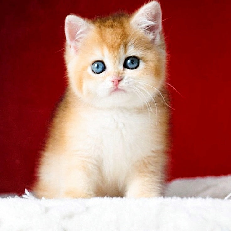 Tiffany British Shorthair female, black golden chinchilla