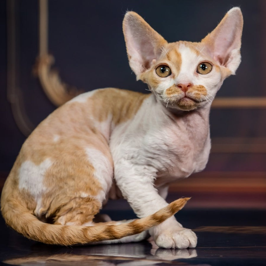 Kuki Devon Rex male, red bicolour