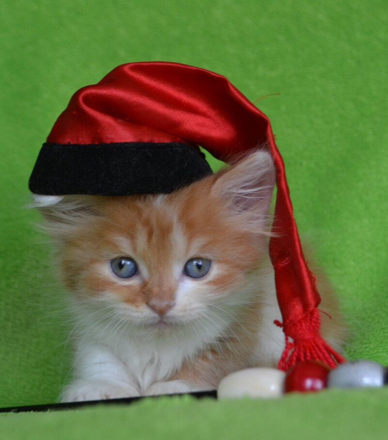 Narciss Munchkin male red bicolour tabby - live animals