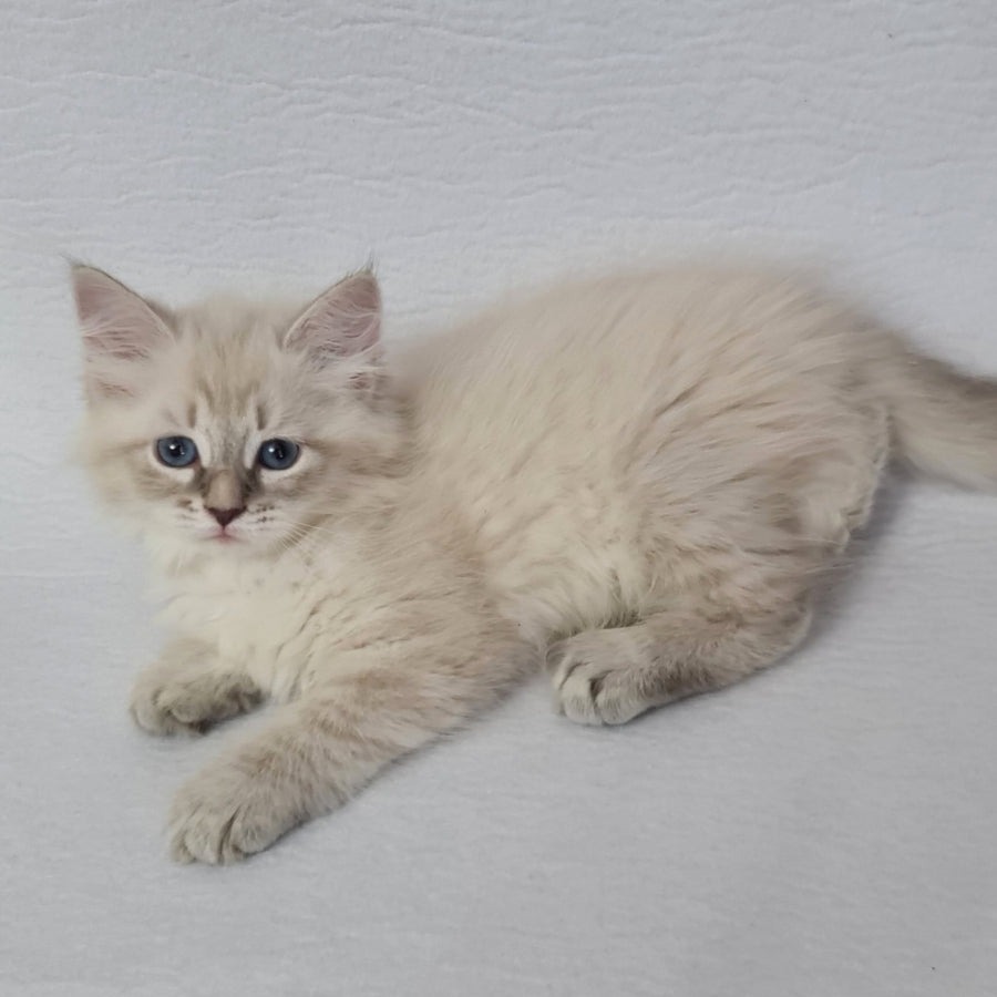Bella Siberian female, blue tabby pointed