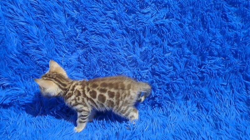 Kiki Bengal female black spotted tabby pointed - live animals