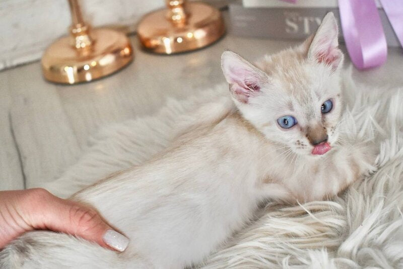 Sneja Bengal female black spotted tabby pointed - live animals