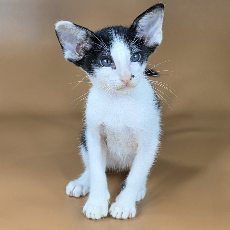 Asher Oriental Shorthair male, black bicolour