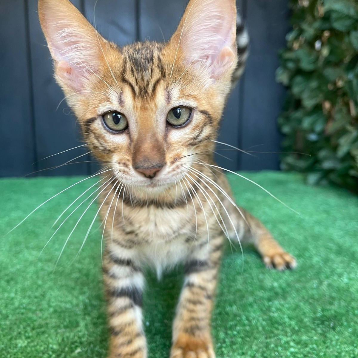 Yun Toyger male, brown tabby