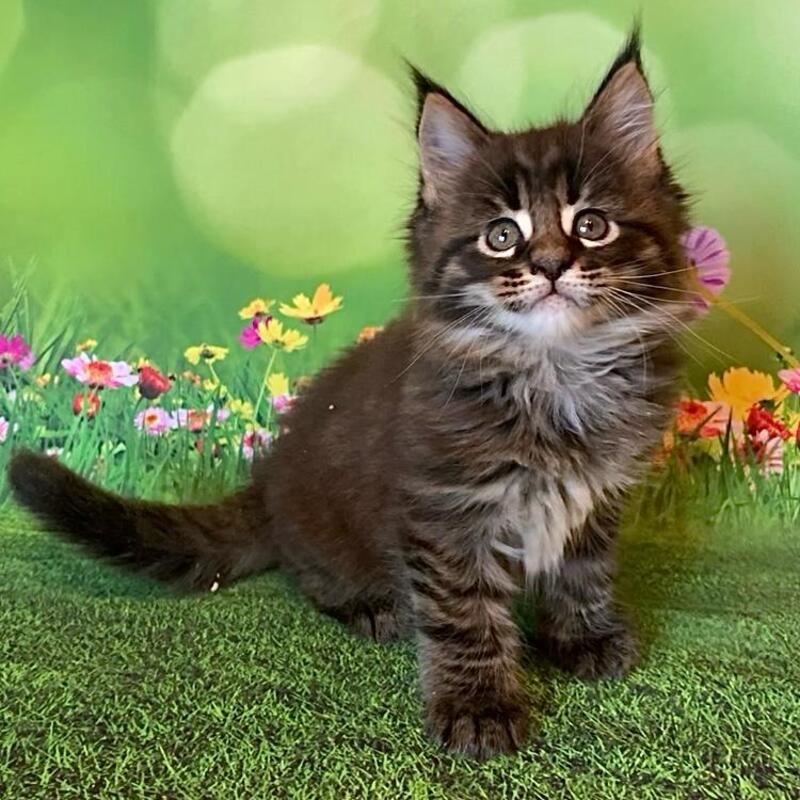 Ursine Maine Coon male, black spotted tabby