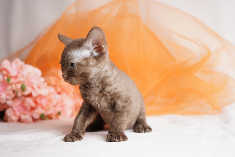 Olivia Devon Rex female, chocolate