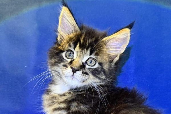 Denis Adamaris Maine Coon male black tabby live animals