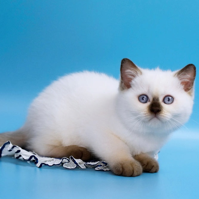 Angel British Shorthair male, chocolate pointed