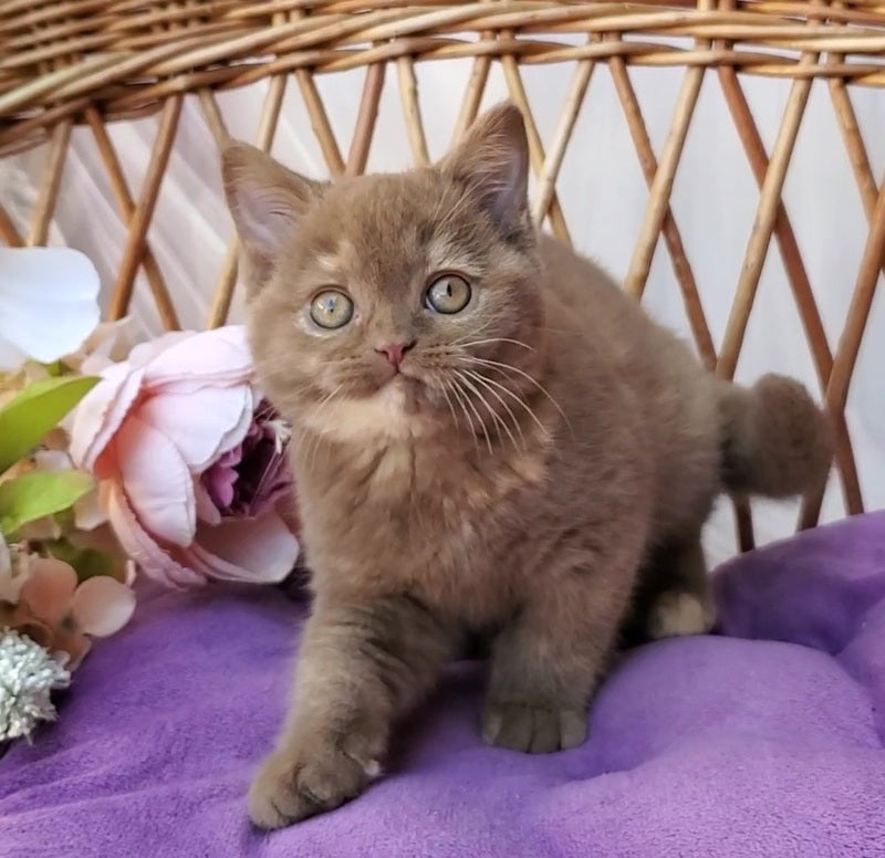 Sherry British Shorthair female, cinnamon tortie