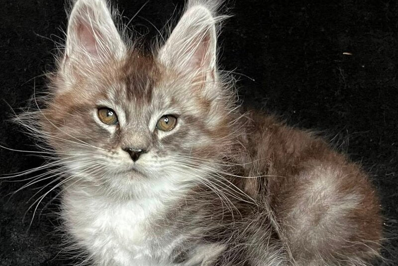 North Maine Coon male, black silver tabby with white