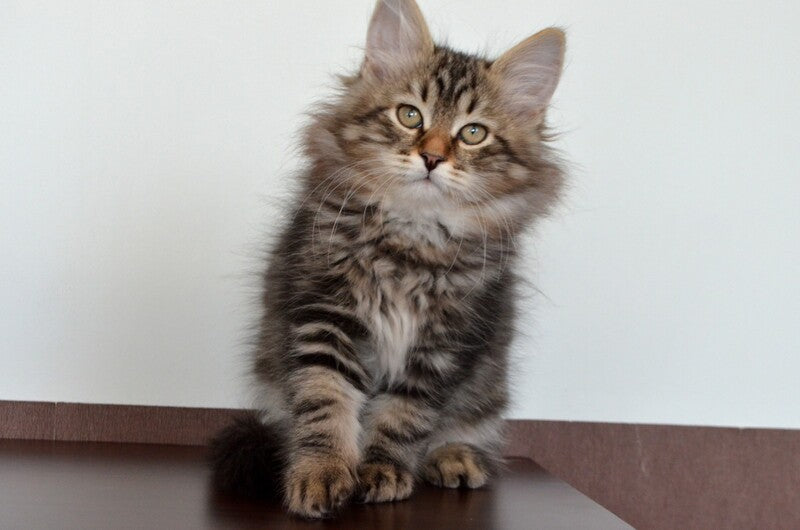 Simon Siberian male, black tabby