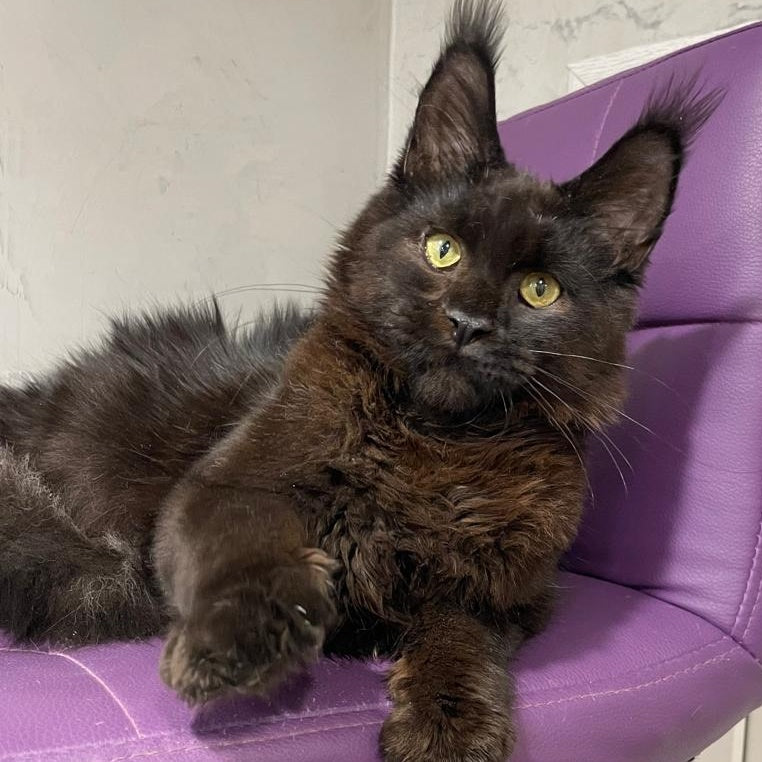 Petrovich Maine Coon male, black