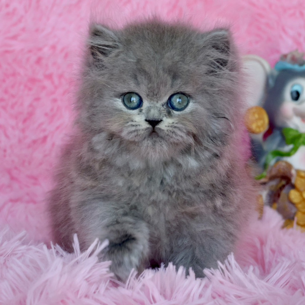 Xavia British Longhair female, blue