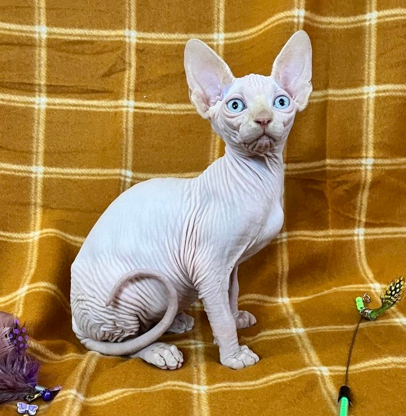 Dekster Canadian Sphynx male, red pointed