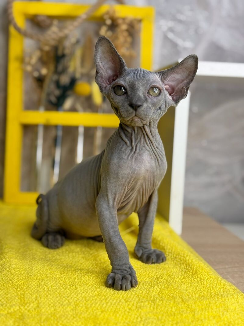 Germes Canadian Sphynx male, blue