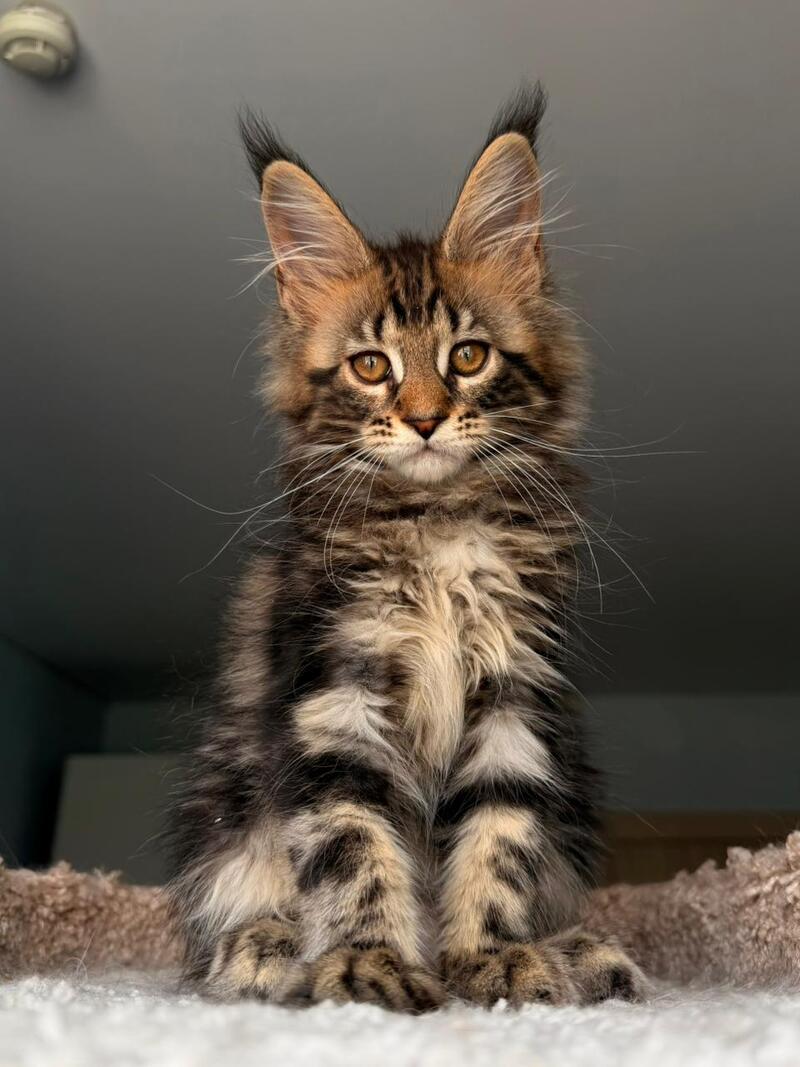 Yrolika Maine Coon female black tabby - live animals