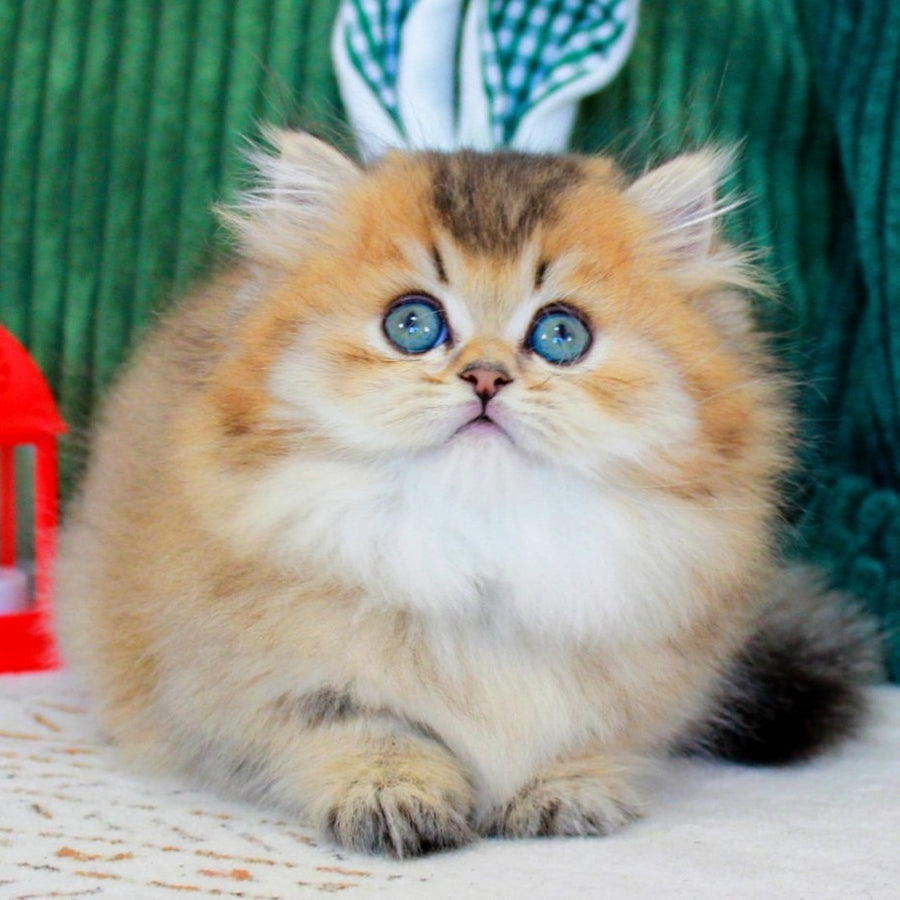 Kasper Munchkin male, chocolate golden ticked tabby