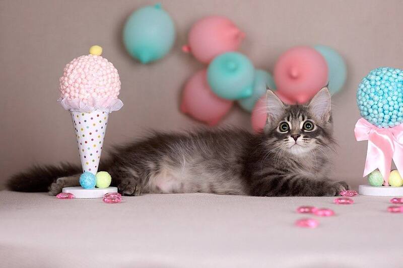 Fellix Siberian male blue with white spotted tabby - live animals
