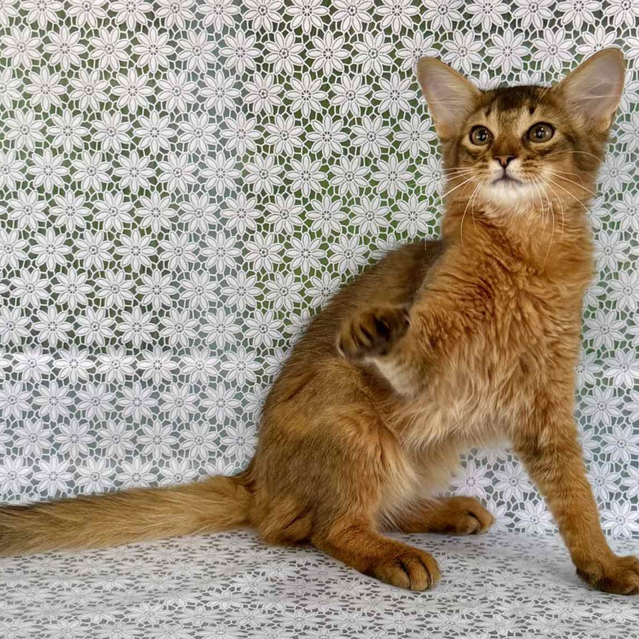 Dzhenifer Somali female, ruddy