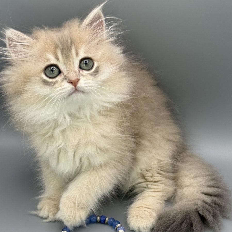 Jardin Scottish Straight female, blue golden shaded