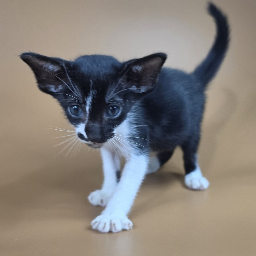 Dreamcake Oriental Shorthair female, black bicolour