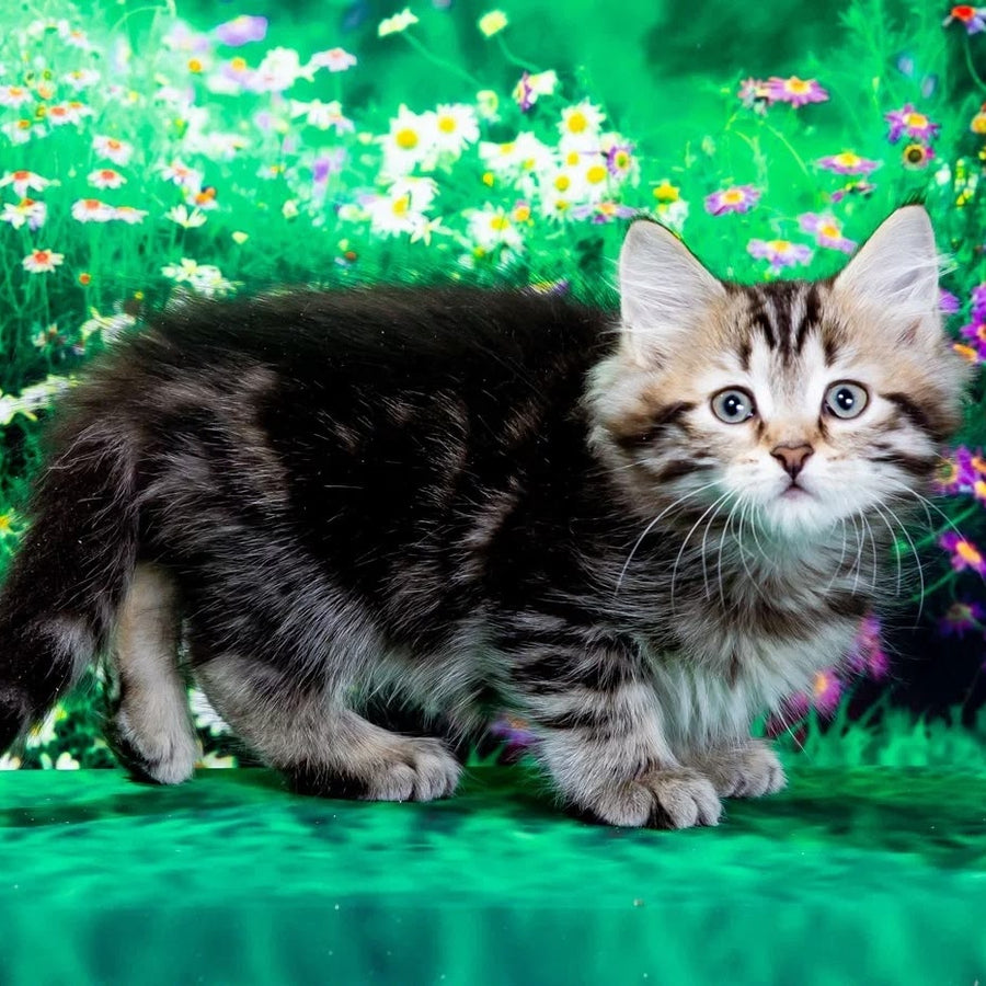 Zvezdochka Siberian female, black tabby