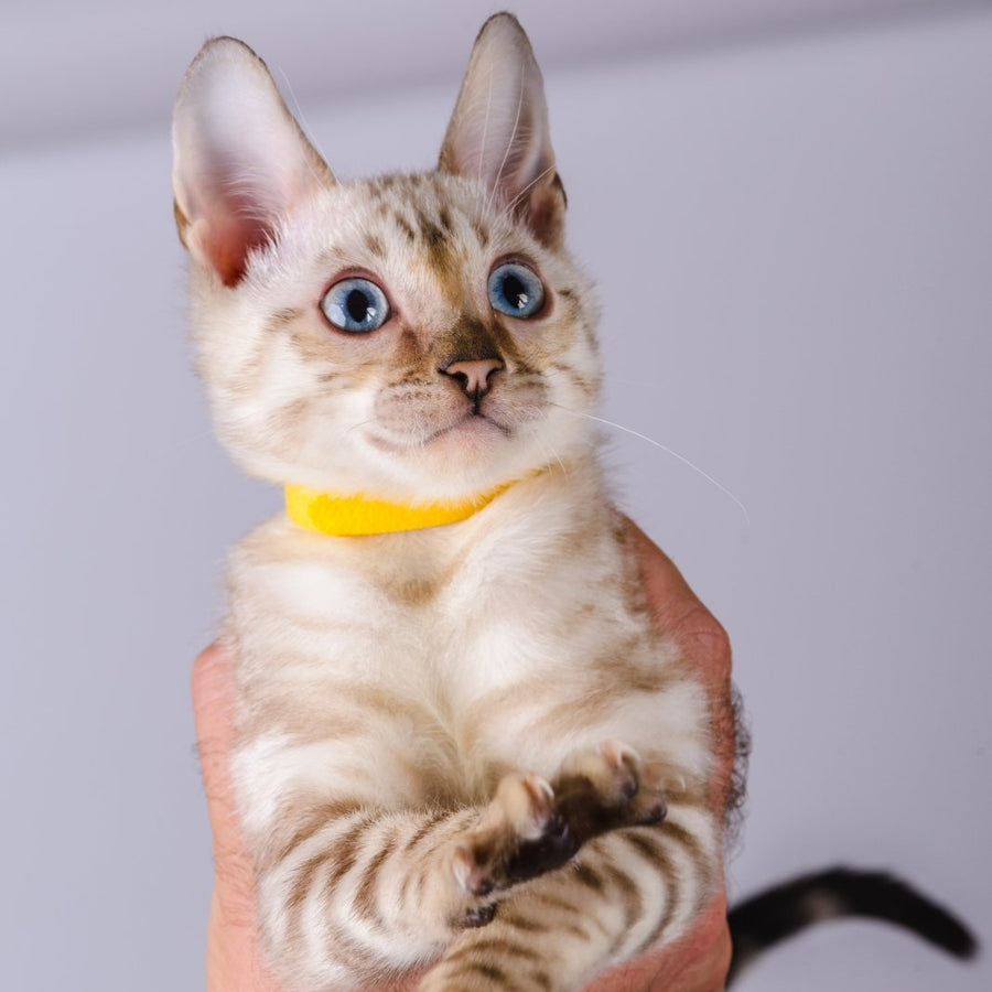 Walter Bengal male, black spotted tabby pointed