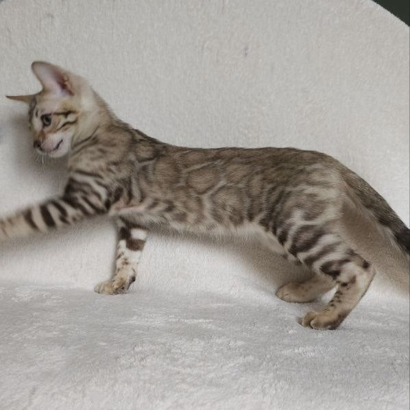 Max Bengal male, seal tabby