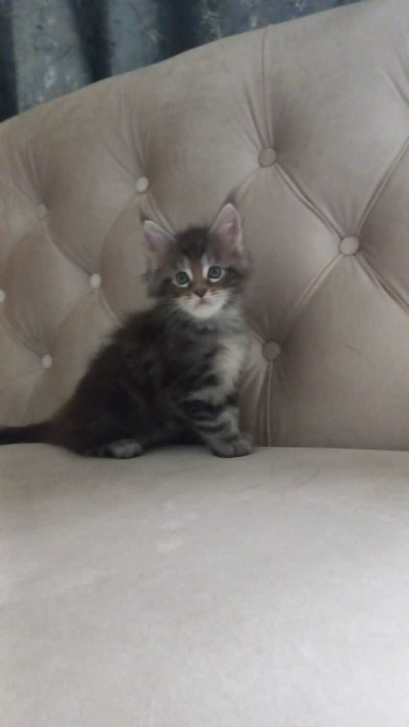 Nike Maine Coon male, black tabby