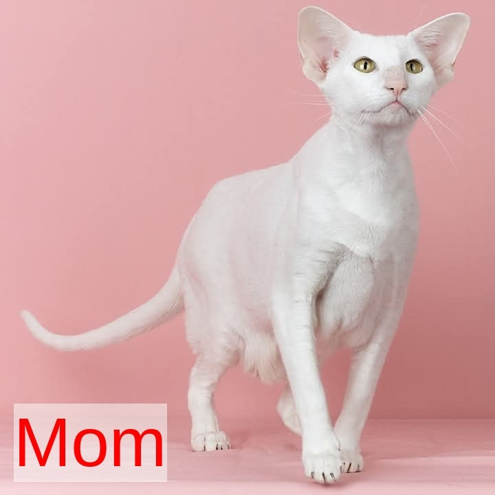 Wookie-Woo Oriental Shorthair male, white