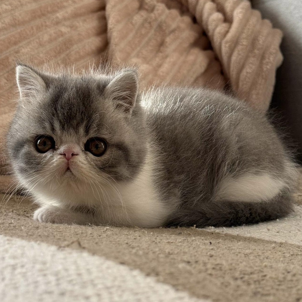 Marie Exotic female, blue bicolour spotted tabby
