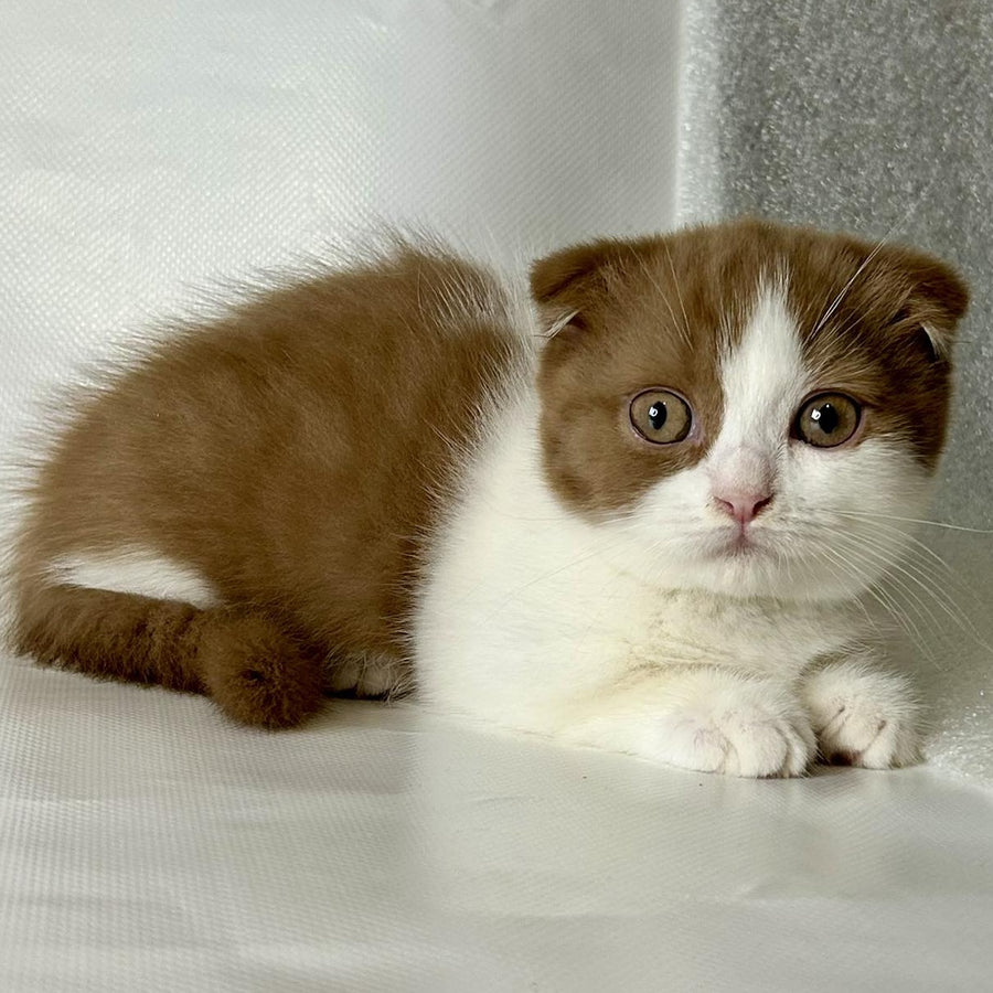 Leya Munchkin female, cinnamon bicolour