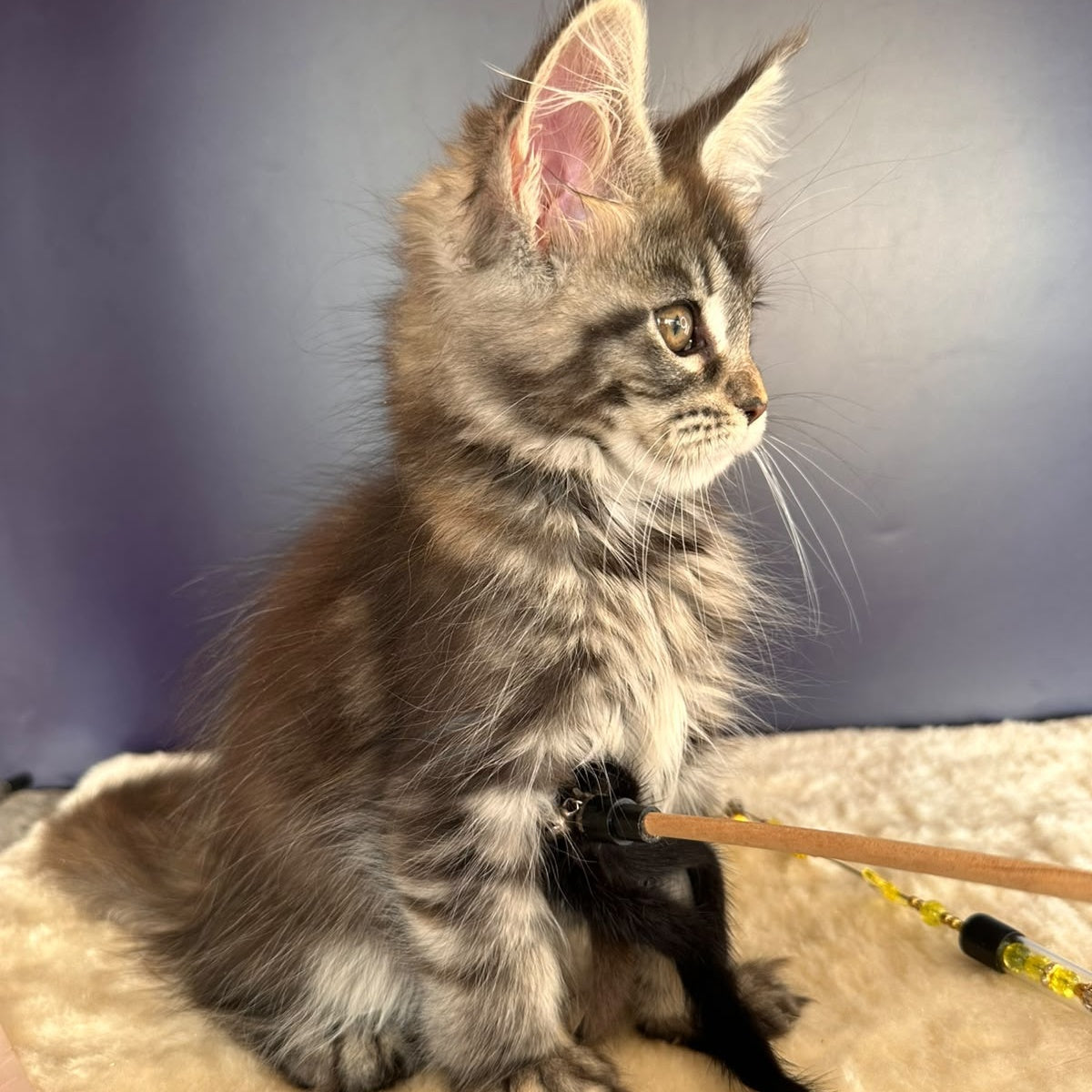 Xzena Maine Coon female, black tortie silver tabby