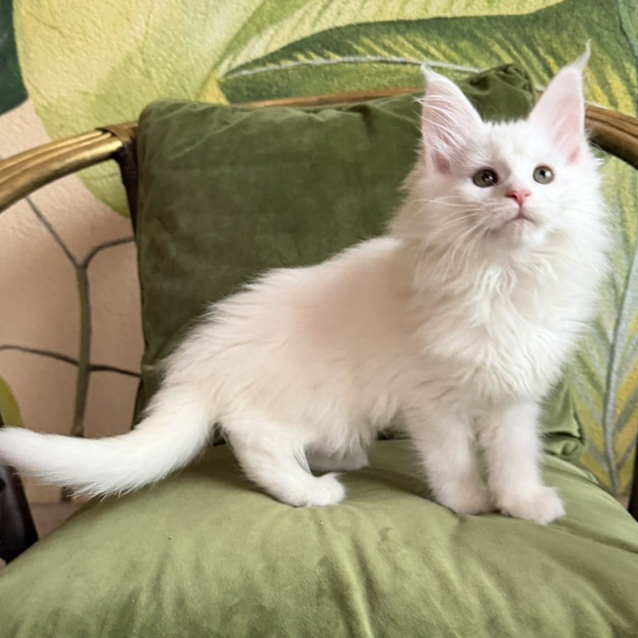 Cleopatra Maine Coon female, white