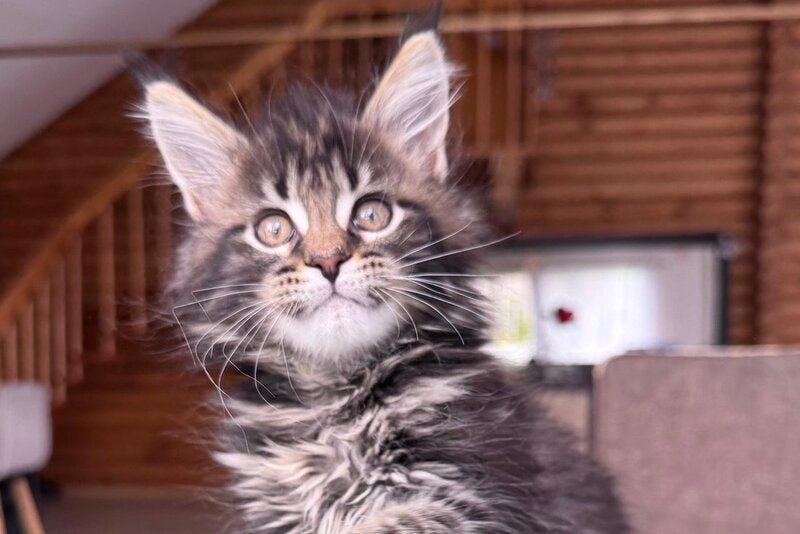 Georgina Maine Coon female black spotted tabby - live animals